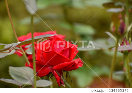真っ赤な秋のバラ 134565372