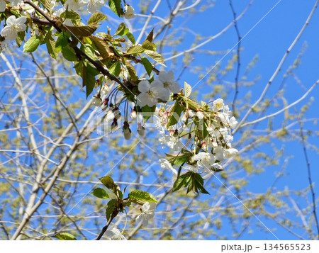 White cherry blossoms, Prunus subgen., bloom in a cherry orchard. Close-up against a blue sky White cherry blossoms, Prunus subgen., bloom in a cherry orchard. Close-up against a blue sky 134565523