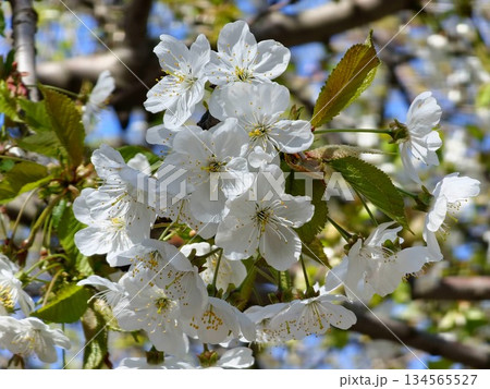 White cherry blossoms, Prunus subgen., bloom in a cherry orchard. Close-up White cherry blossoms, Prunus subgen., bloom in a cherry orchard. Close-up 134565527