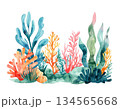 カラフルなサンゴと海藻の水彩イラスト 134565668