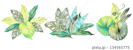 Three watercolor tropical leaf arrangements featuring monstera, caladium and exotic foliage. Perfect for wedding stationery, branding, posters, invitations, packaging and modern botanical design. 134565775