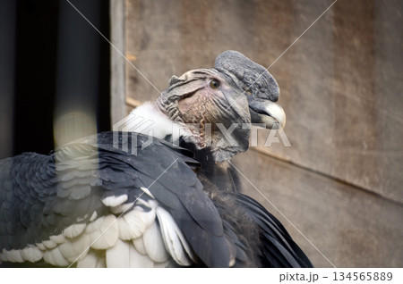 コンドル 134565889