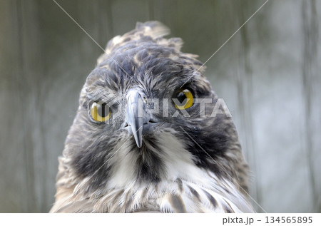 クマタカ 134565895