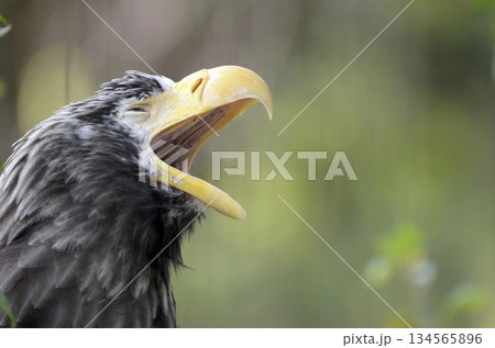 オオワシ 134565896