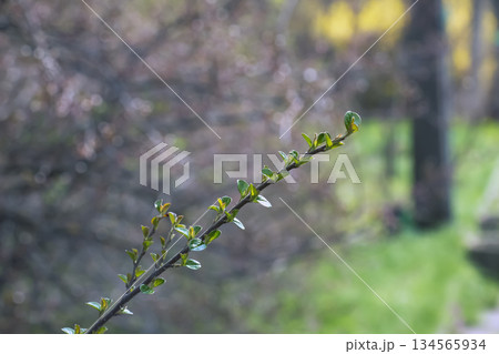 Close-up of a branch of Cotoneaster horizontalis with small green leaves against blurred natural background. 134565934
