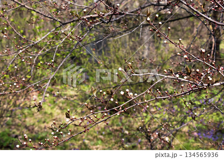 Close-up of branches of Cotoneaster horizontalis with small white flower buds against blurred natural background. Close-up of branches of Cotoneaster horizontalis with small white flower buds against blurred natural background. 134565936