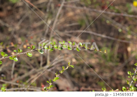 A close-up of a horizontal cotoneaster branch with small green leaves against a blurred natural background. Early spring. A close-up of a horizontal cotoneaster branch with small green leaves against a blurred natural background. Early spring. 134565937