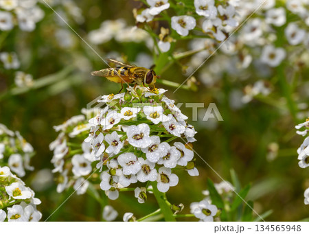 Close up view of a hoverfly collecting nectar on white Sweet Alyssum flowers 134565948