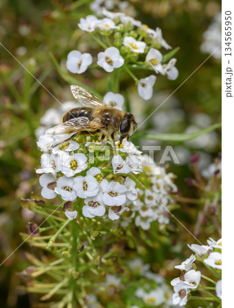 Close up view of a bee collecting nectar on white Sweet Alyssum flowers 134565950