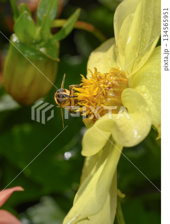 Close up view of a bee collecting nectar on a yellow dahlia flower 134565951