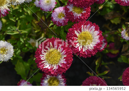 A close-up view of a aster flowers of the "Dark Red" variety 134565952