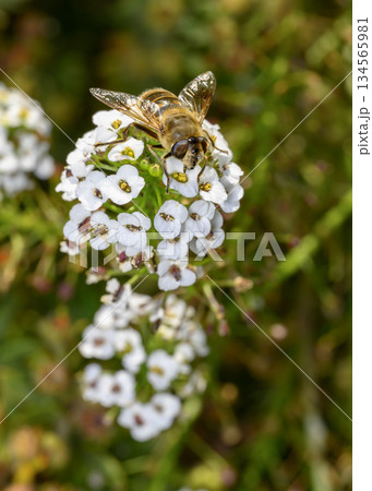 Close up view of a bee collecting nectar on white Sweet Alyssum flowers Close up view of a bee collecting nectar on white Sweet Alyssum flowers 134565981