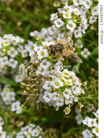 Close up view of a bee collecting nectar on white Sweet Alyssum flowers Close up view of a bee collecting nectar on white Sweet Alyssum flowers 134565983