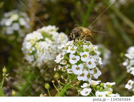 Close up view of a bee collecting nectar on white Sweet Alyssum flowers 134565984