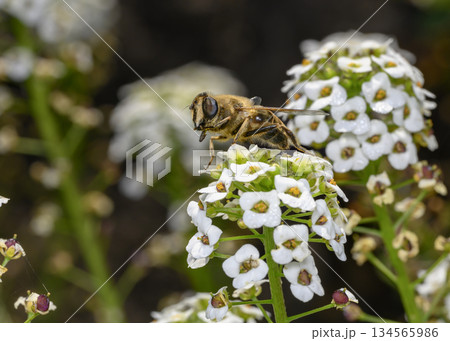 Close up view of a bee collecting nectar on white Sweet Alyssum flowers Close up view of a bee collecting nectar on white Sweet Alyssum flowers 134565986