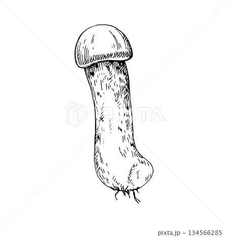 Vector illustration of a white mushroom with a long stem. Hand-drawn line art, engraving style. Suitable for packaging, labels, logos, botanical prints, coloring pages or food design 134566285