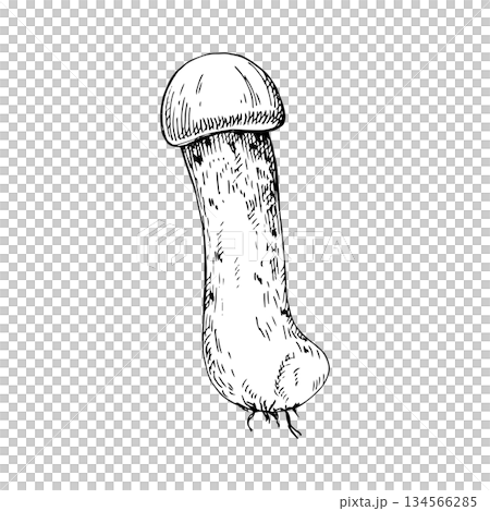 Vector illustration of a white mushroom with a long stem. Hand-drawn line art, engraving style. Suitable for packaging, labels, logos, botanical prints, coloring pages or food design 134566285