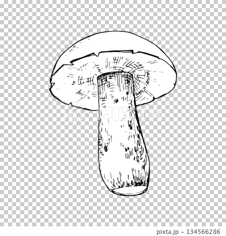Vector illustration of a white mushroom with a thick stem and wide cap. Clean black line art style. Suitable for logos, prints, packaging, labels, tattoos, coloring pages and botanical designs Vector illustration of a white mushroom with a thick stem and wide cap. Clean black line art style. Suitable for logos, prints, packaging, labels, tattoos, coloring pages and botanical designs 134566286