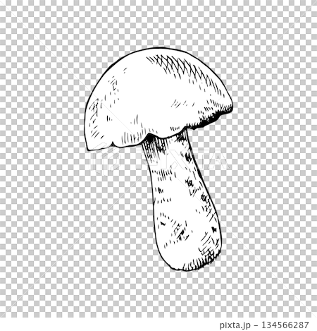 Vector illustration of a white mushroom with a rounded cap. Hand-drawn line art, vintage engraving style. Ideal for packaging, labels, logos, tattoos, botanical art, prints or coloring pages Vector illustration of a white mushroom with a rounded cap. Hand-drawn line art, vintage engraving style. Ideal for packaging, labels, logos, tattoos, botanical art, prints or coloring pages 134566287