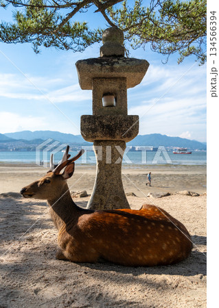 Wild deer resting by stone lantern on Miyajima beach, Japan Wild deer resting by stone lantern on Miyajima beach, Japan 134566394