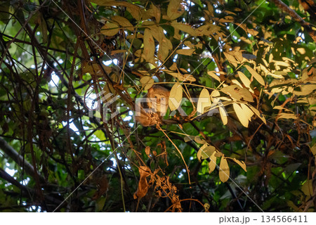 Spectral tarsier hidden in the forest at Tentena, Sulawesi, Indonesia Spectral tarsier hidden in the forest at Tentena, Sulawesi, Indonesia 134566411
