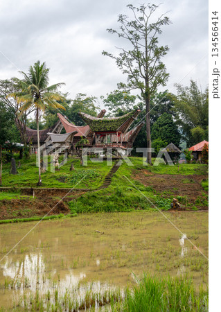 Traditional Toraja village with rice fields in Sulawesi, Indonesia Traditional Toraja village with rice fields in Sulawesi, Indonesia 134566414