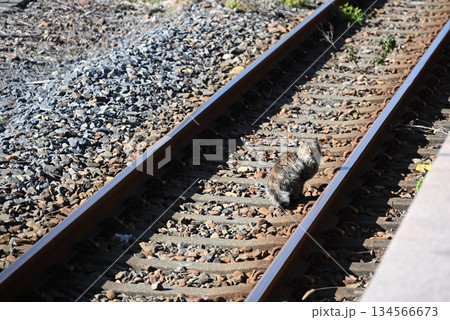 線路上の猫　千葉 134566673