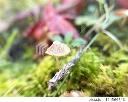 小さなキノコのクローズアップ 小さなキノコのクローズアップ 134566748