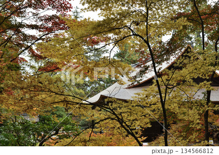 秋の南禅院 方丈庭園(京都市左京区) 秋の南禅院 方丈庭園(京都市左京区) 134566812