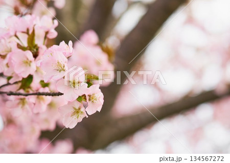 北海道の公園に咲く桜の花 北海道の公園に咲く桜の花 134567272