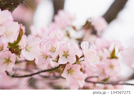 北海道の公園に咲く桜の花 134567275