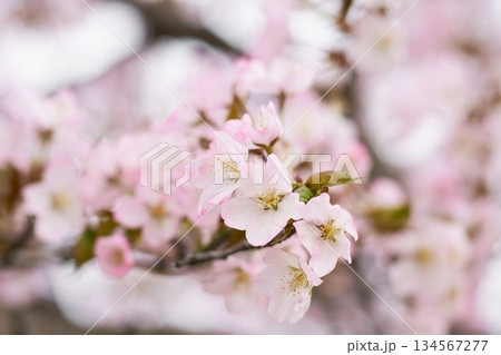 北海道の公園に咲く桜の花 134567277
