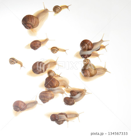snails crawl in a group on a white background. Animal world in nature. snails crawl in a group on a white background. Animal world in nature. 134567333