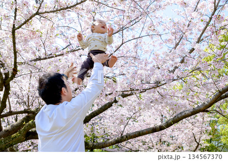 桜満開の家族イメージ 高い高い 抱っこ 興味津々な赤ちゃん 桜満開の家族イメージ 高い高い 抱っこ 興味津々な赤ちゃん 134567370