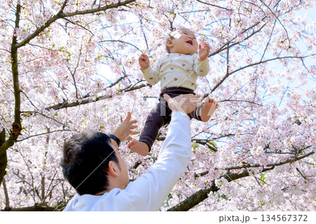 桜満開の家族イメージ　高い高い　抱っこ　興味津々な赤ちゃん　トリミングアップ 134567372