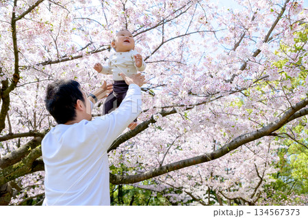 桜満開の家族イメージ 高い高い 抱っこ 興味津々な赤ちゃん 桜満開の家族イメージ 高い高い 抱っこ 興味津々な赤ちゃん 134567373