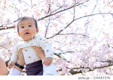 桜満開の家族イメージ 高い高い 抱っこ 興味津々な赤ちゃん トリミングアップ 桜満開の家族イメージ 高い高い 抱っこ 興味津々な赤ちゃん トリミングアップ 134567376