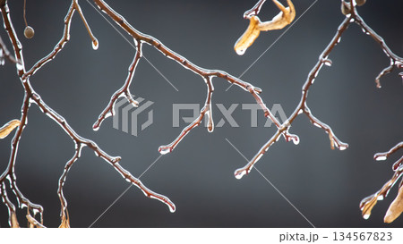 Icicles on icy tree branches. temperature swing season and winter weather in autumn 134567823