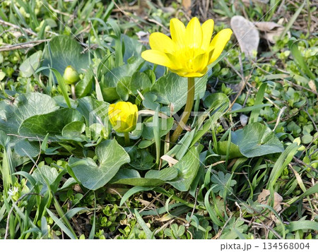 Yellow flowers of the lesser celandine bloom in a meadow in spring. The small inflorescence of spring ficaria is a herbaceous plant in the meadow. The spring buttercup Ranunculus ficaria in the wild. 134568004