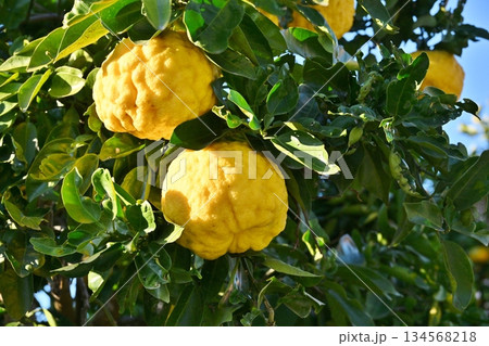 青空と鬼柚子　千葉 134568218