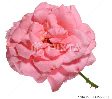 Bud of blooming pink rose on isolated background, top view 134568334