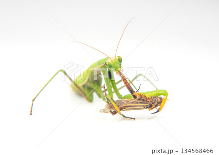 praying mantis eats a grasshopper close-up on a white background praying mantis eats a grasshopper close-up on a white background 134568466