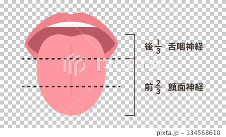 控制味覺的神經示意圖 134568610