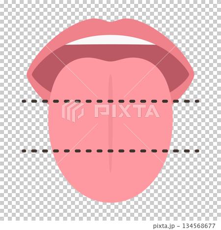 Illustration of the tongue divided into three equal parts for innervation Illustration of the tongue divided into three equal parts for innervation 134568677