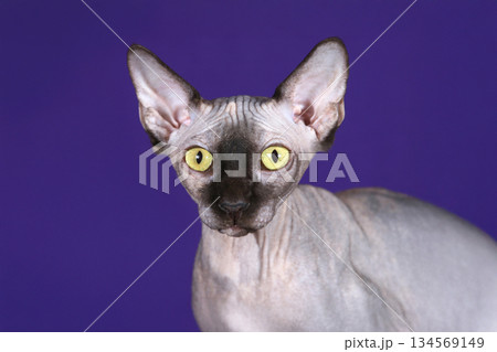 A striking hairless Sphynx cat with vivid yellow eyes gazes forward against 134569149