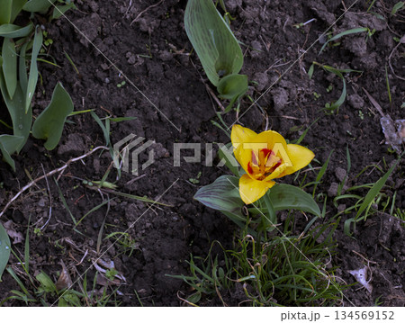 Tulipa Kolpakowskiana blooms in early spring with yellow petals spotted with red. 134569152