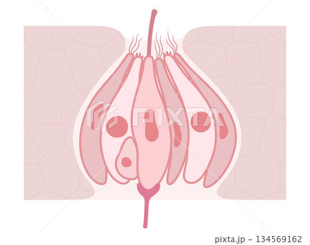 味蕾の構造のイラスト 134569162