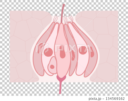 味蕾の構造のイラスト 134569162