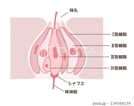 味蕾の構造と名称のイラスト 134569174