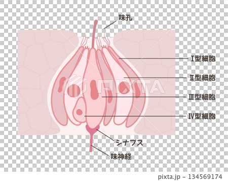 味蕾の構造と名称のイラスト 134569174